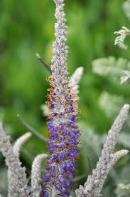 Attēlu rezultāti vaicājumam “Lysimachia thyrsiflora leaf”