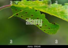 Attēlu rezultāti vaicājumam “Laothoe populi larva”