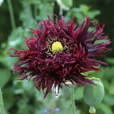 Image result for Papaver somniferum Black