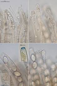 Attēlu rezultāti vaicājumam “Peziza ammophila”