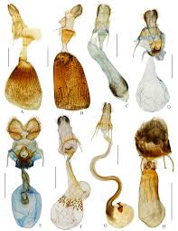 Attēlu rezultāti vaicājumam “Cabera pusaria male”