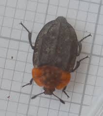 Attēlu rezultāti vaicājumam “Oiceoptoma thoracicum”