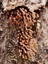 Attēlu rezultāti vaicājumam “Diachea leucopodia spores”