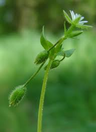 Attēlu rezultāti vaicājumam “Stellaria media bud”