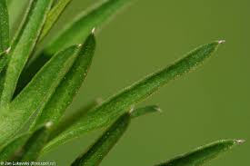 Attēlu rezultāti vaicājumam “Selinum carvifolia fruit”