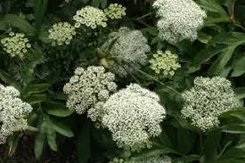 Attēlu rezultāti vaicājumam “Selinum carvifolia fruit”