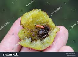 Attēlu rezultāti vaicājumam “Grapholita funebrana larva”