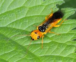 Attēlu rezultāti vaicājumam “Pamphiliidae”