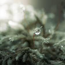 Attēlu rezultāti vaicājumam “Brachytheciastrum velutinum sporophyte”