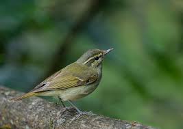 Attēlu rezultāti vaicājumam “Phylloscopus trochiloides”