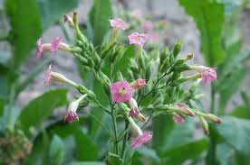 Attēlu rezultāti vaicājumam “Nicotiana tabacum”