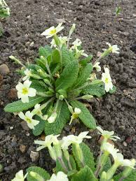 Attēlu rezultāti vaicājumam “Primulaceae”