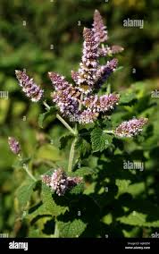 Attēlu rezultāti vaicājumam “Mentha spicata flower”