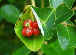 Attēlu rezultāti vaicājumam “Lonicera caprifolium fruit”