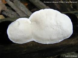 Attēlu rezultāti vaicājumam “Tyromyces chioneus”