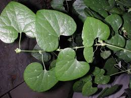 Attēlu rezultāti vaicājumam “Aristolochiaceae”