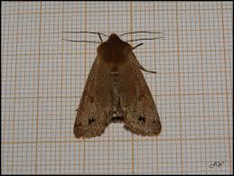 Attēlu rezultāti vaicājumam “Orthosia munda”