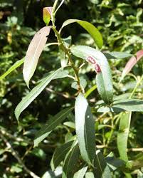 Attēlu rezultāti vaicājumam “Salix triandra”