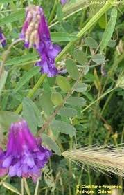 Attēlu rezultāti vaicājumam “Vicia cracca”