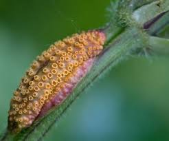 Attēlu rezultāti vaicājumam “Puccinia urticata”