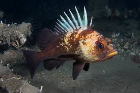 Image result for Sebastes