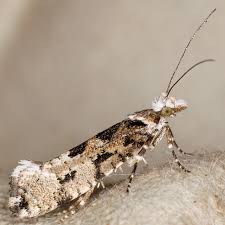 Attēlu rezultāti vaicājumam “Ypsolopha sequella”