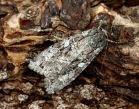 Attēlu rezultāti vaicājumam “Eurois occulta”