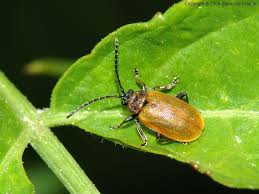 Attēlu rezultāti vaicājumam “Lochmaea caprea”