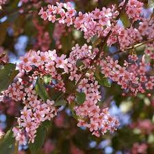 Attēlu rezultāti vaicājumam “Prunus padus var. roseiflora flower”