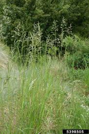 Attēlu rezultāti vaicājumam “Poa angustifolia”