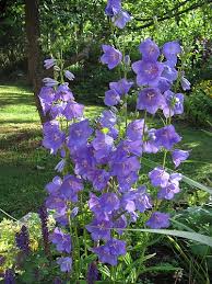 Attēlu rezultāti vaicājumam “Campanula persicifolia flower”