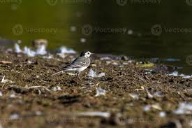 Attēlu rezultāti vaicājumam “Motacillidae”