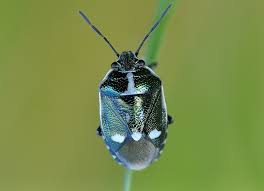 Attēlu rezultāti vaicājumam “Eurydema oleracea”