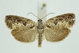 Attēlu rezultāti vaicājumam “Hedya salicella”