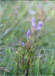 Attēlu rezultāti vaicājumam “Gentianella campestris”