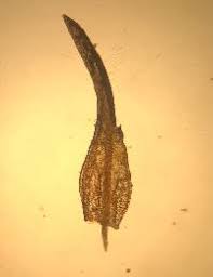 Attēlu rezultāti vaicājumam “Bryoerythrophyllum recurvirostrum sporophyte”