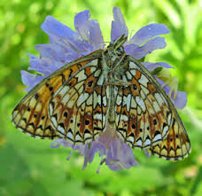 Attēlu rezultāti vaicājumam “Clossiana selene upperside”
