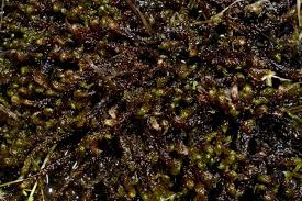 Attēlu rezultāti vaicājumam “Drepanocladus lycopodioides”