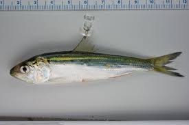Image result for Alosa sapidissima