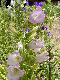 Image result for Campanula medium