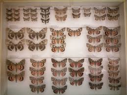 Attēlu rezultāti vaicājumam “Catocala pacta”