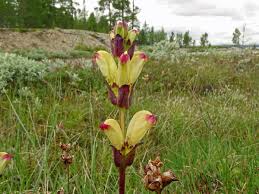 Attēlu rezultāti vaicājumam “Pedicularis sceptrum-carolinum leaf”