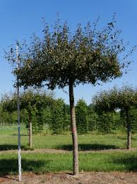 Attēlu rezultāti vaicājumam “Malus purpurea”