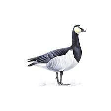 Attēlu rezultāti vaicājumam “Branta leucopsis adult”