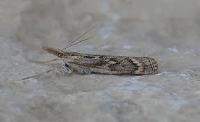 Attēlu rezultāti vaicājumam “Pediasia fascelinella”