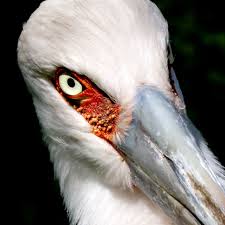 Storch im Zoo Berlin von Anja Hertweck