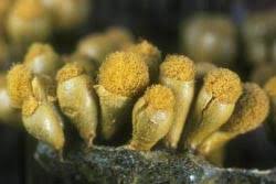 Attēlu rezultāti vaicājumam “Physarum flavicomum”