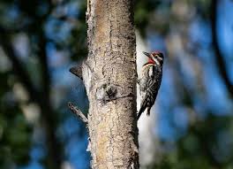 Image result for Sphyrapicus varius