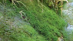 Attēlu rezultāti vaicājumam “Gymnostomum calcareum”