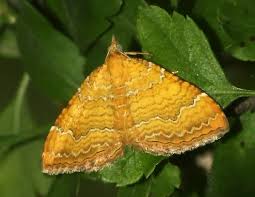 Attēlu rezultāti vaicājumam “Camptogramma bilineata”